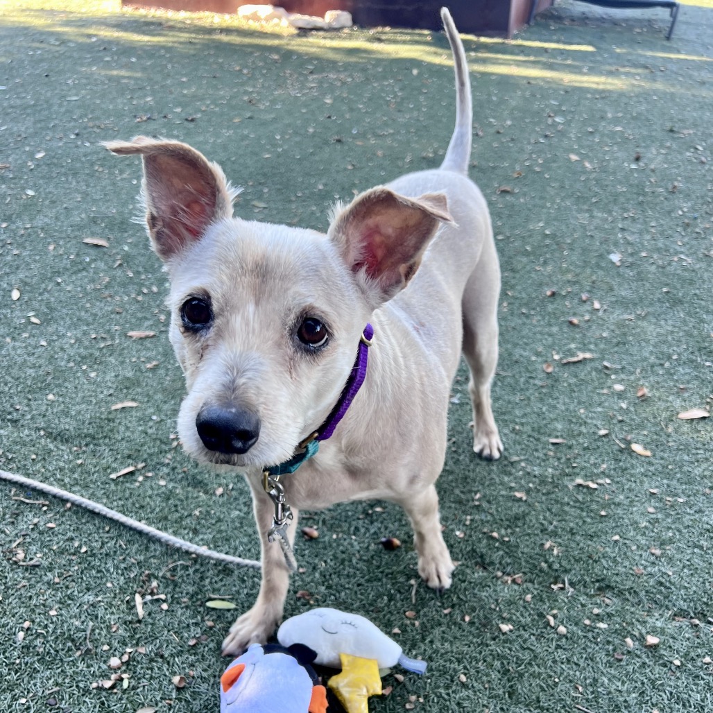 Estella, adoptable senior dog