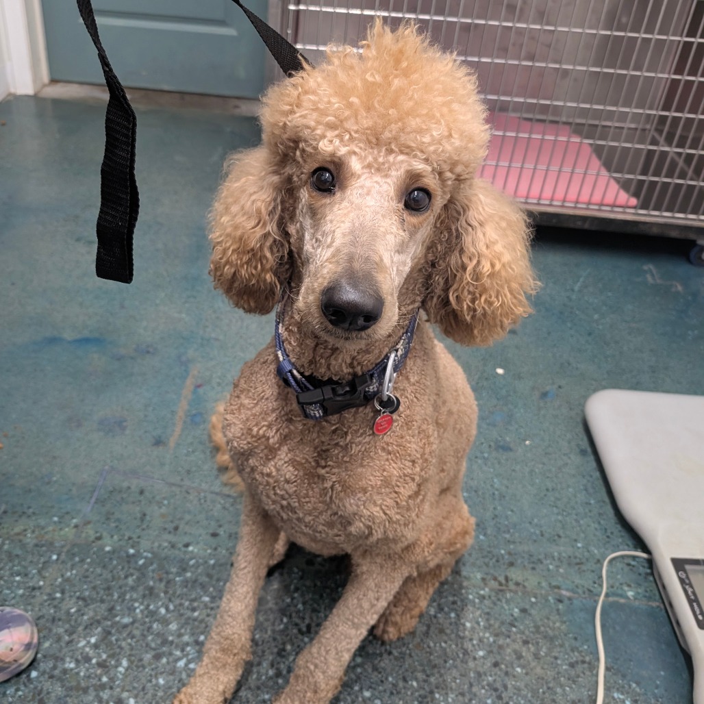 Carter — thumbnail 2