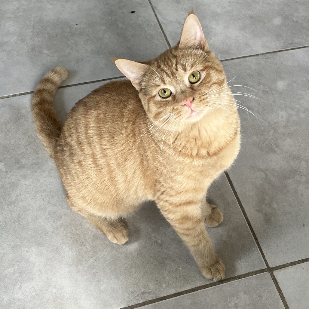 Mai Tai — thumbnail 5