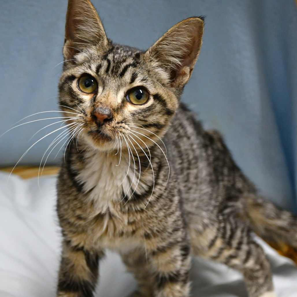 ELIO - Domestic Shorthair available for adoption