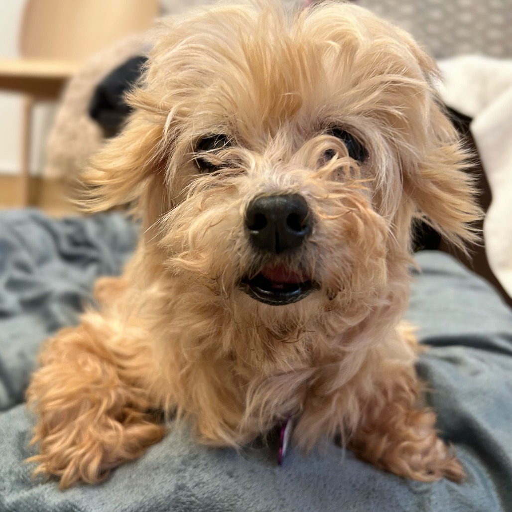 Peggy O 13758 — thumbnail 4