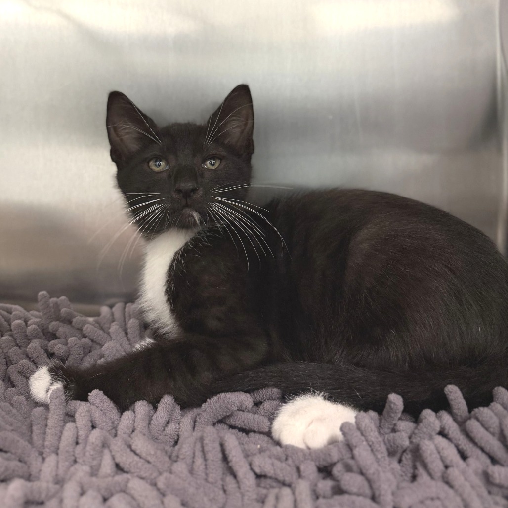 EDDIE - Domestic Shorthair available for adoption