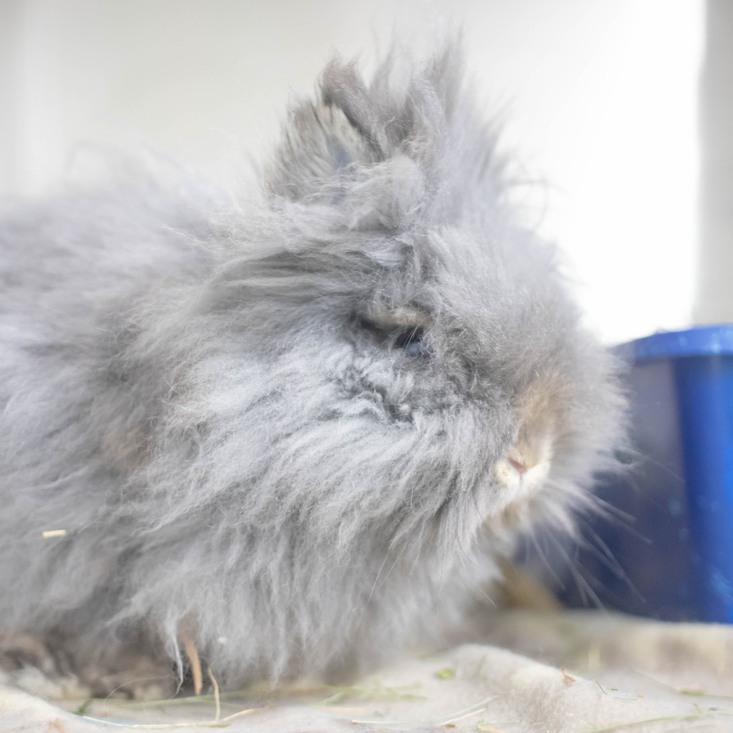 Poppy, photo 6