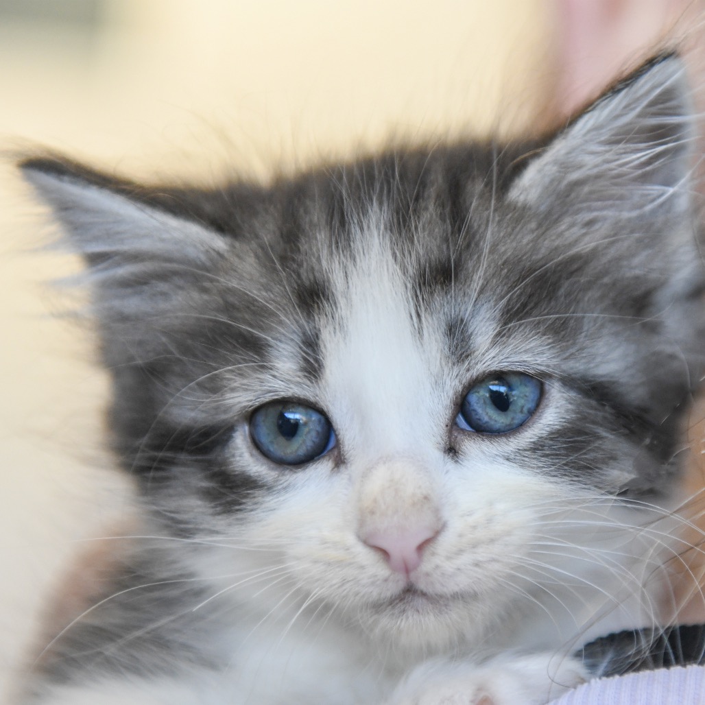 Marty (blue collar) - Domestic Shorthair