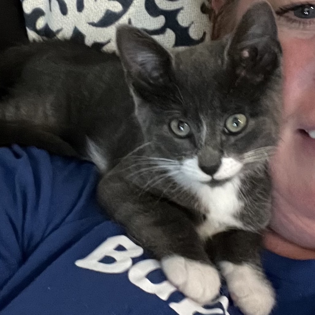 HERSHEY - Domestic Shorthair available for adoption