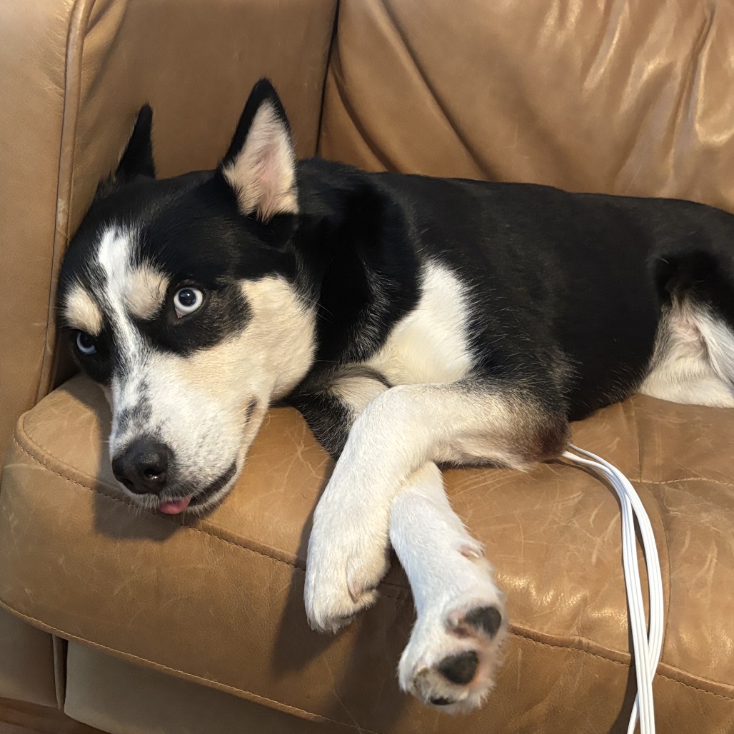 LUMI - Husky / Mix available for adoption