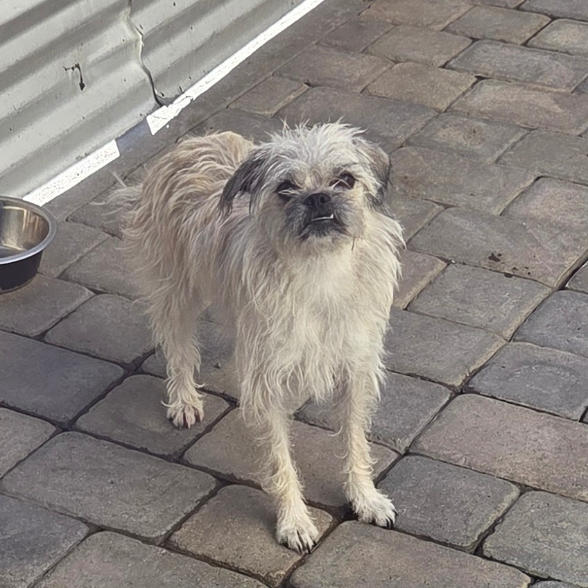 Pyrite — thumbnail 5