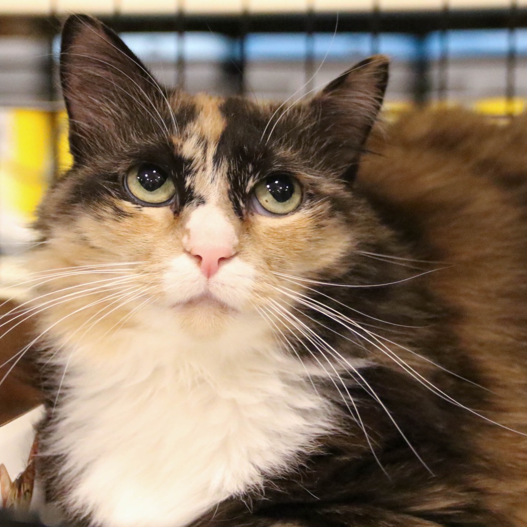 ELLIE - Domestic Longhair available for adoption