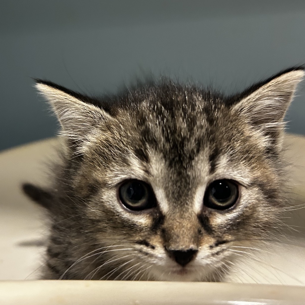 Bean Sprout — thumbnail 2