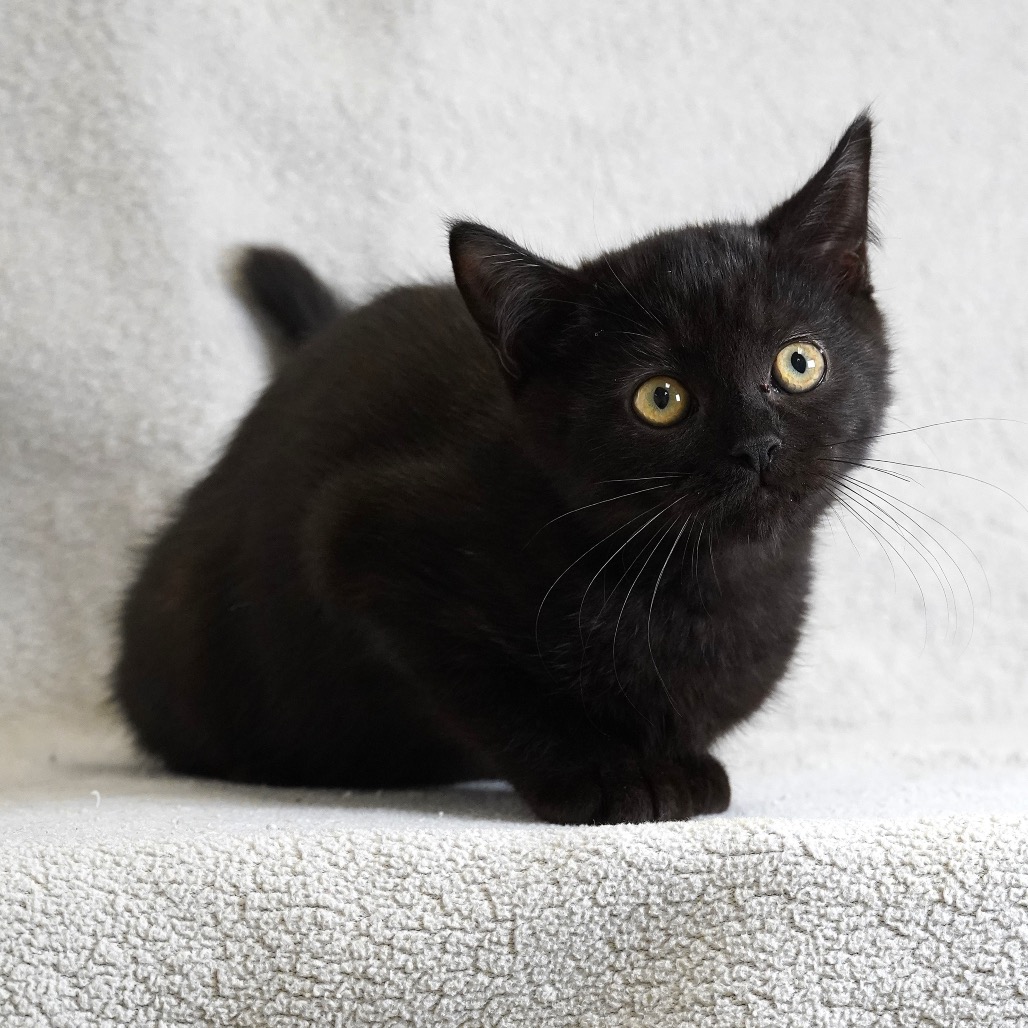 Pasha