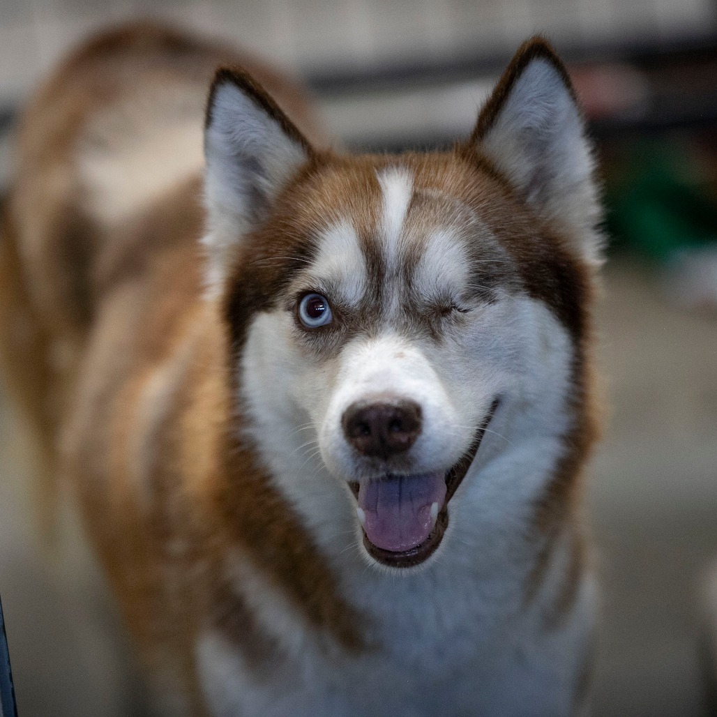 SABINO (MR26-326) - Pomeranian / Husky available for adoption