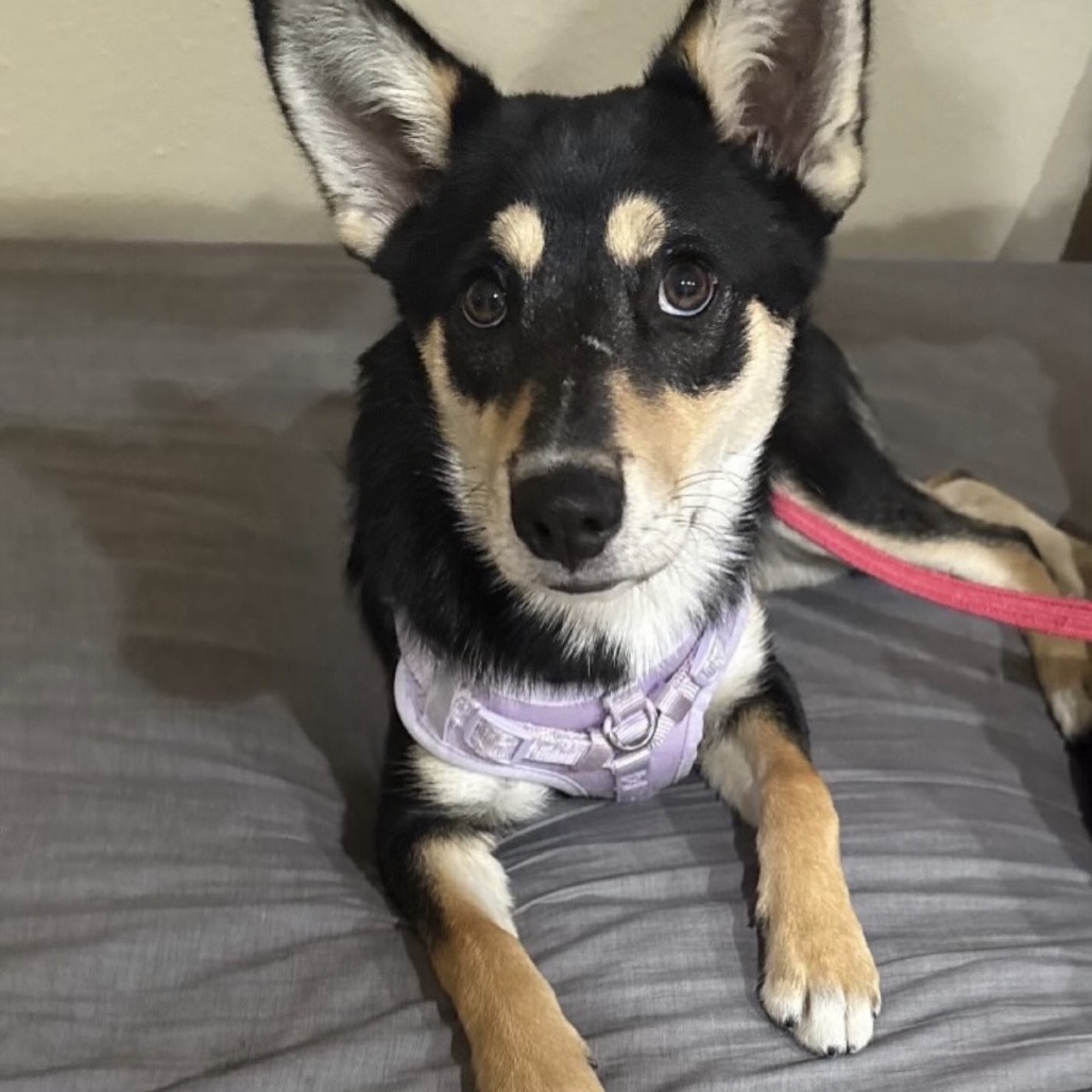 Maggie aka Kallie