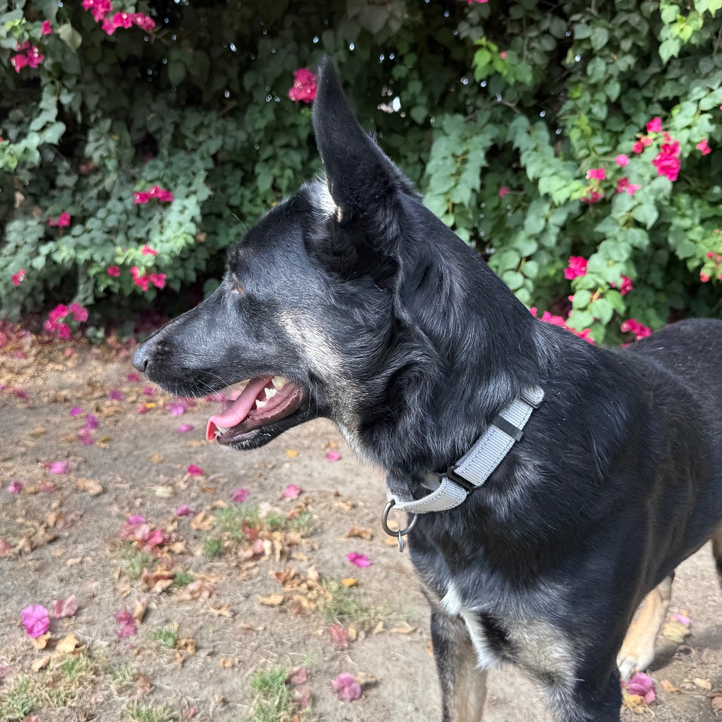 Mushu, photo 24