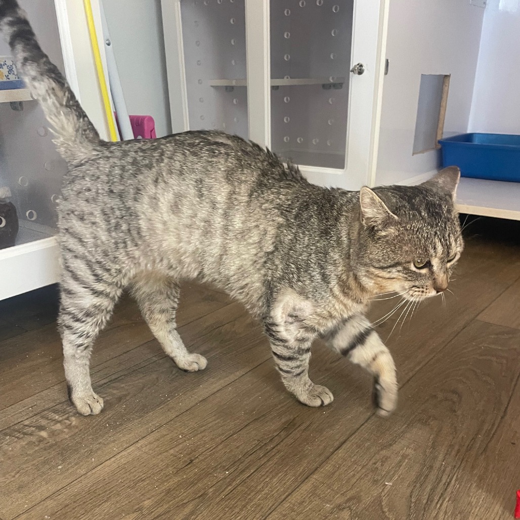 Rajah — thumbnail 3