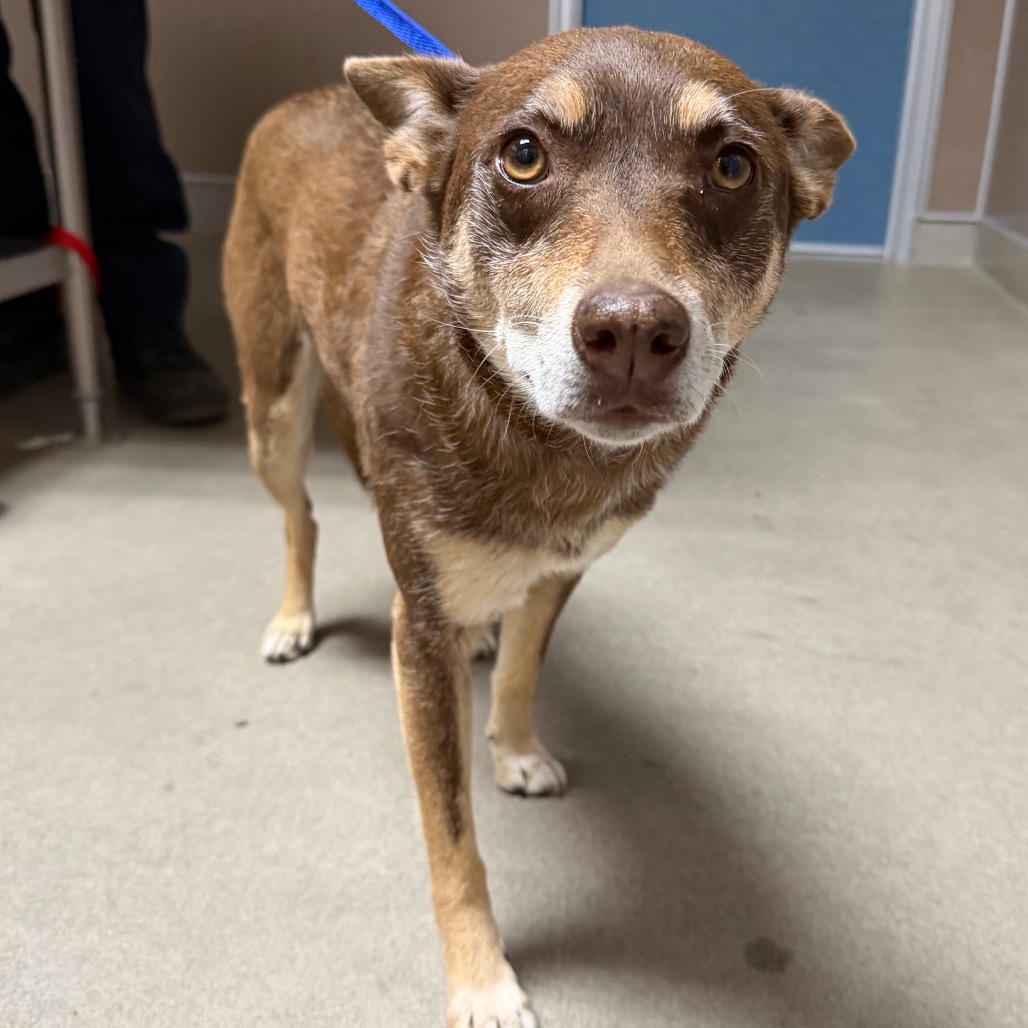 Kennel#29's preview photo