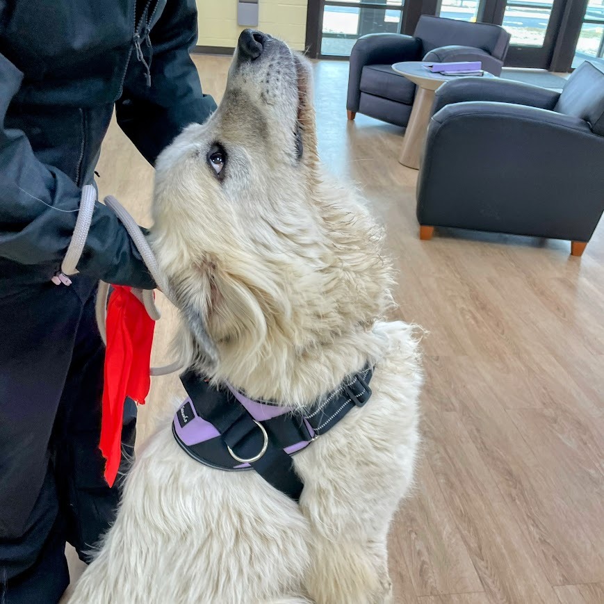 Percy — thumbnail 5