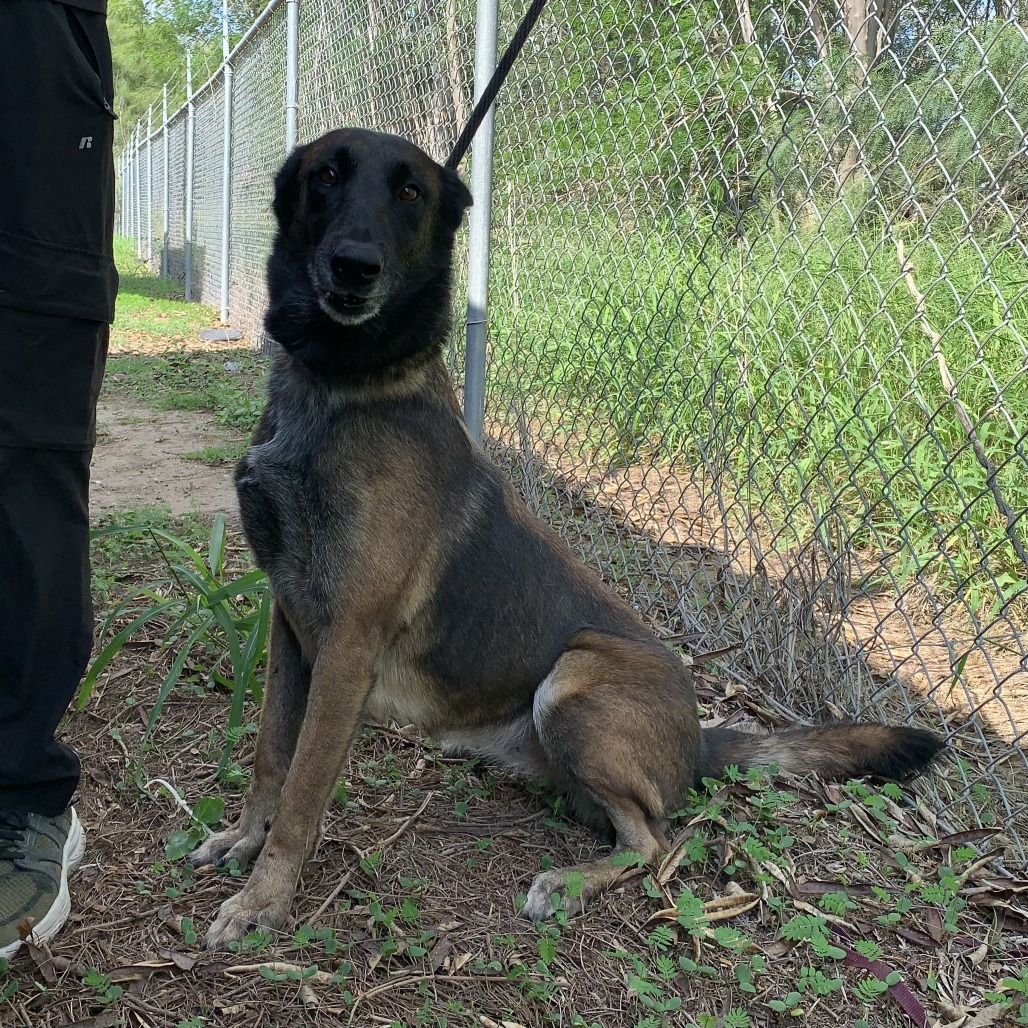 SANTA ANA - Malinois / Belgian available for adoption