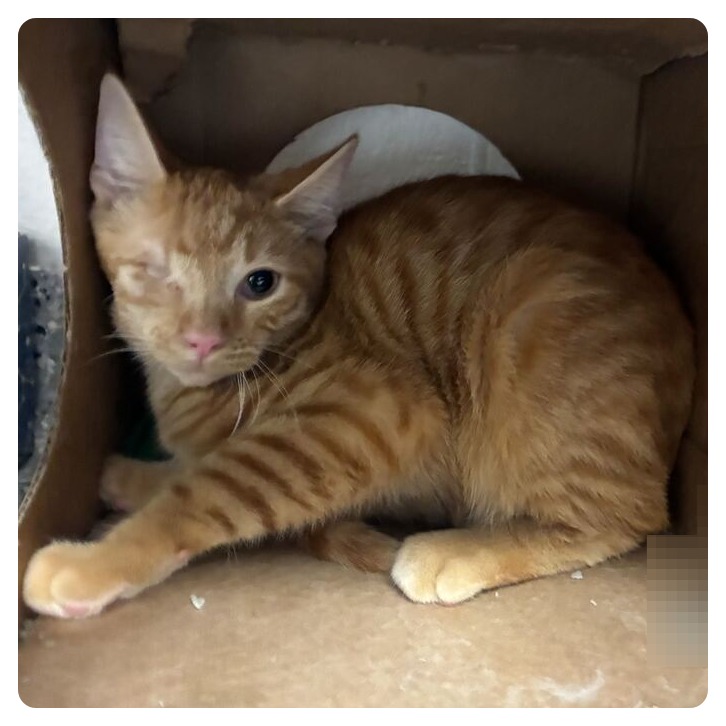 BANANA - Domestic Shorthair available for adoption