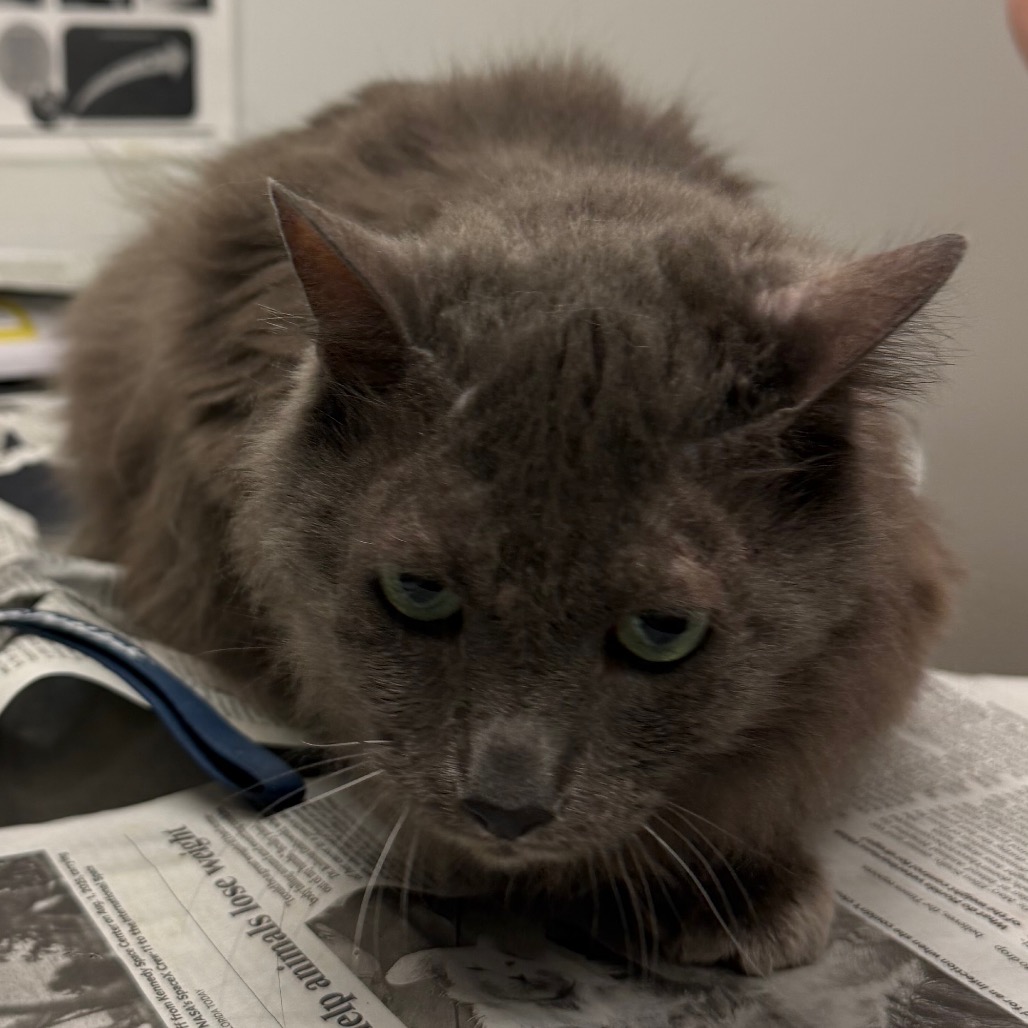 SILAS - Domestic Shorthair available for adoption