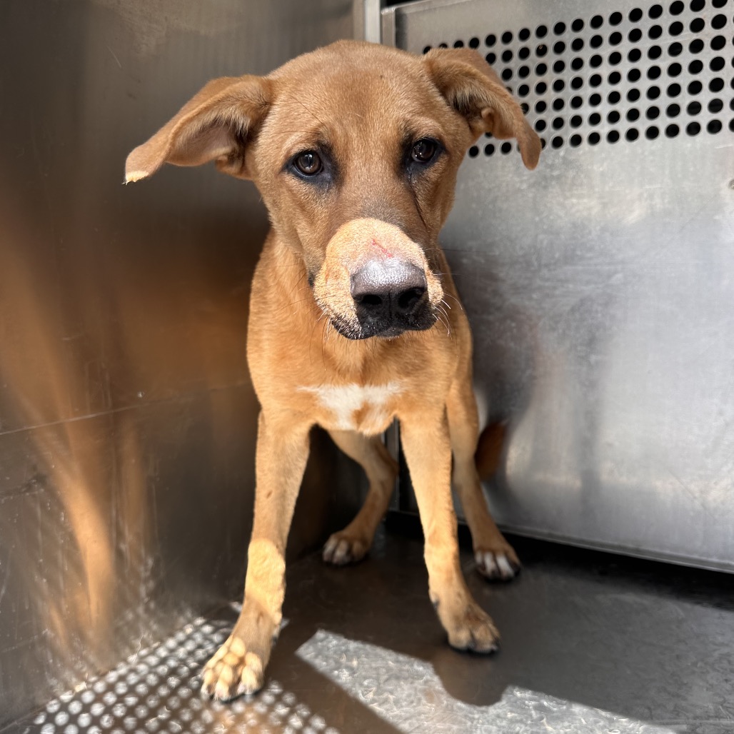 MS. LIPTON - Shepherd available for adoption