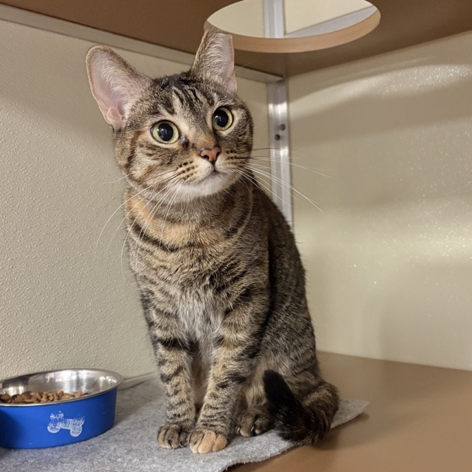 Audrey: Female 19 Domestic Shorthair