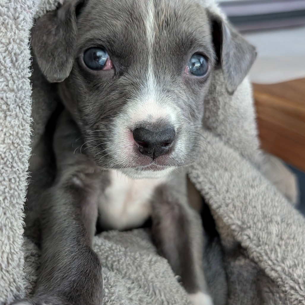 Cranberry — thumbnail 11