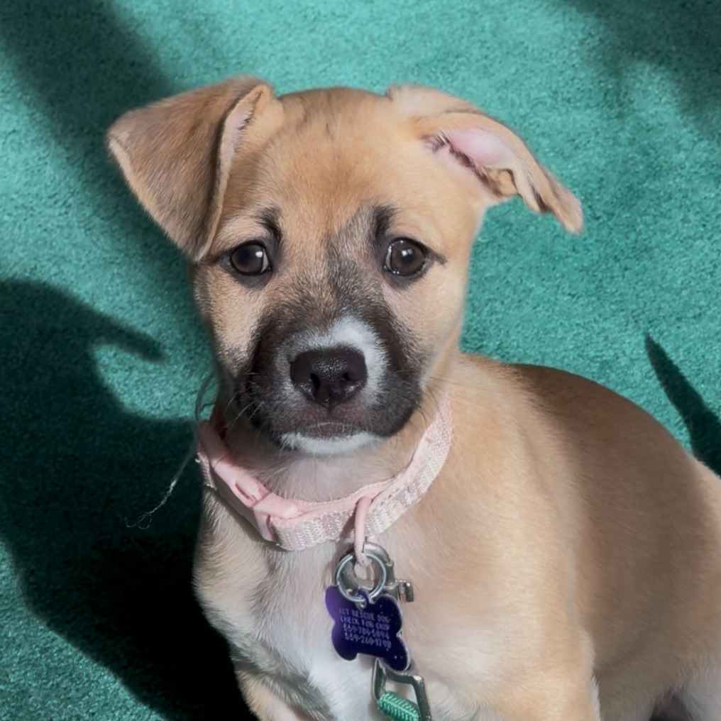 Raylean — thumbnail 4