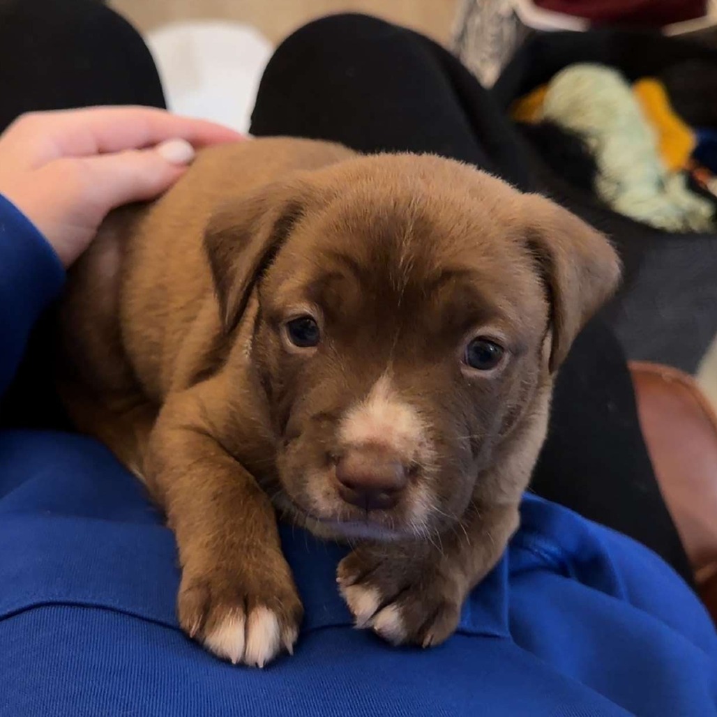 Orion — thumbnail 8