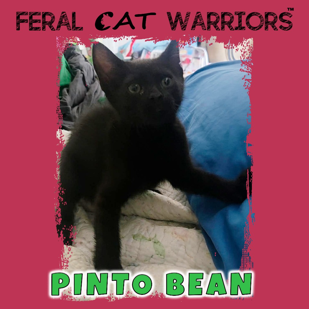 Pinto Bean