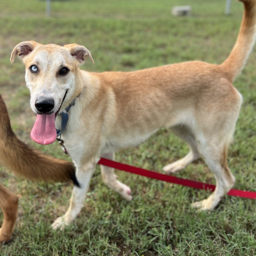 Queen, available for adoption at PVAS