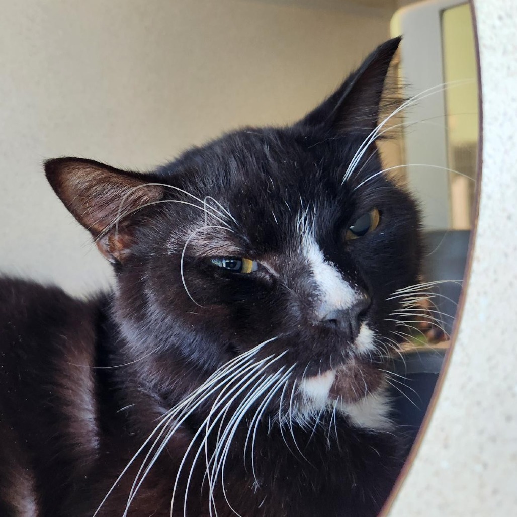 Photo of Sailor Cat Shadow
