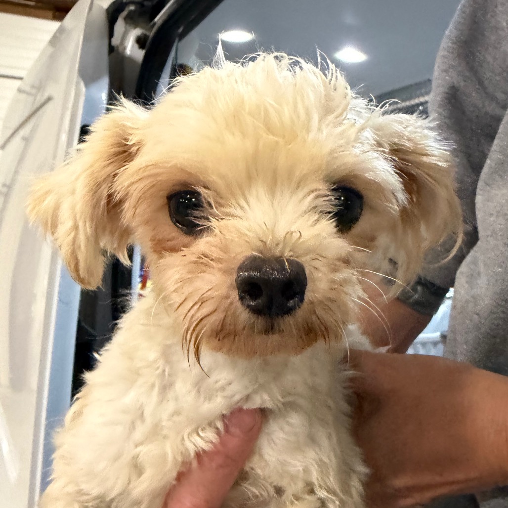 LAYLA - MISSOURI (OT26-03) - Terrier, Yorkshire, Yorkie / Poodle, Miniature available for adoption