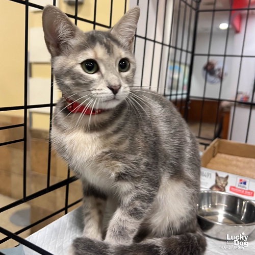 LIL LILO - Domestic Shorthair available for adoption