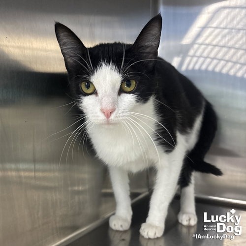 MEEKA - Domestic Shorthair available for adoption