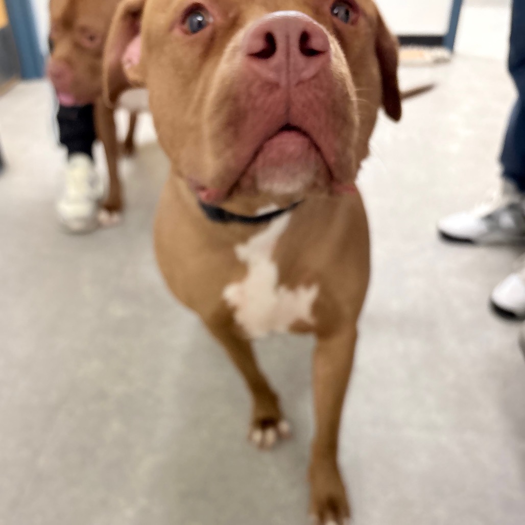 Sugar — thumbnail 4