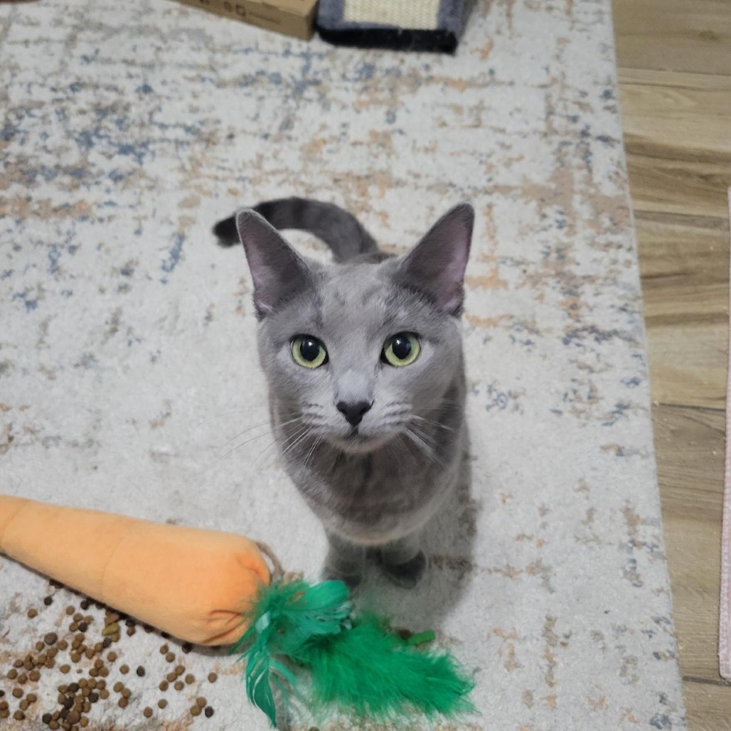 Chimney: Female 14 Domestic Shorthair