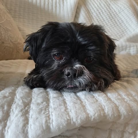 Chewy, photo 10