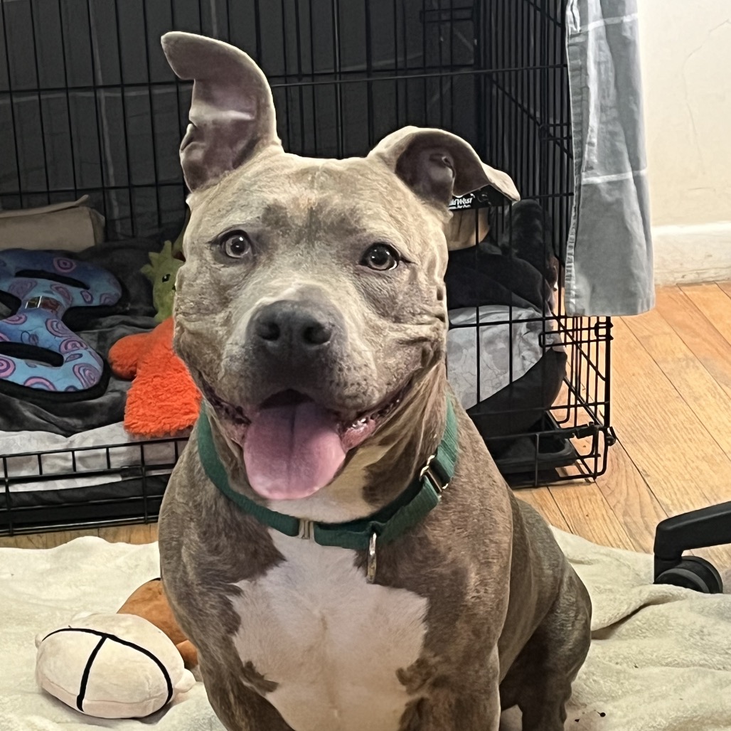 BULE - Terrier / American Pit Bull available for adoption