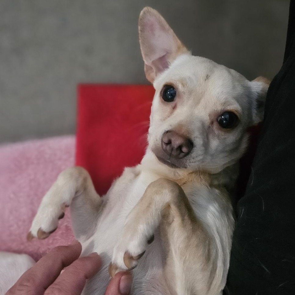 Kennel#14a Tina's preview photo