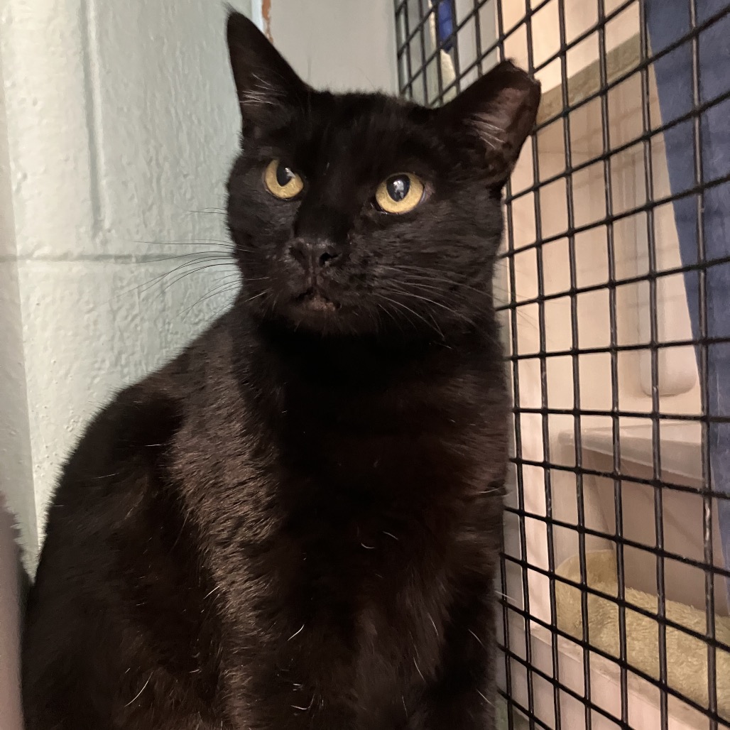 Emma - Domestic Shorthair