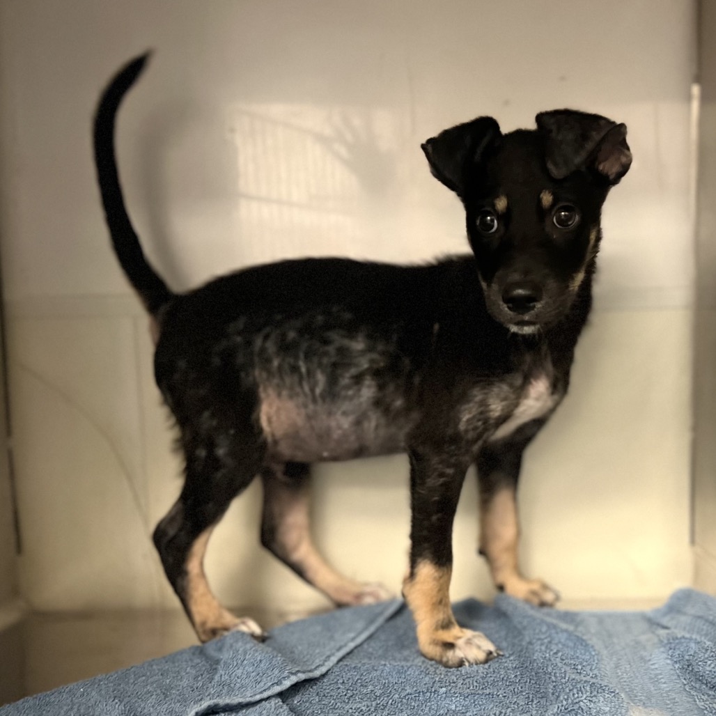 NEAL - Shepherd available for adoption