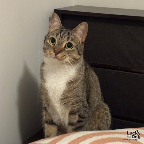 LUCILLE - Domestic Shorthair available for adoption