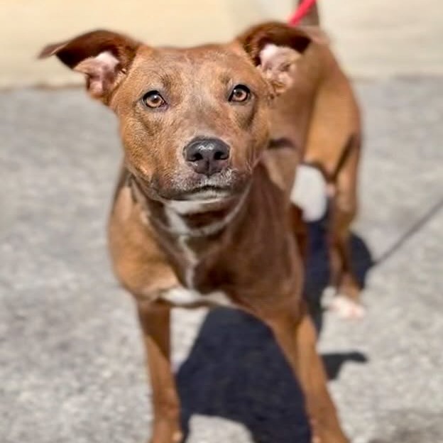 BUDDY - Mixed Breed (Medium) for adoption in Dayton