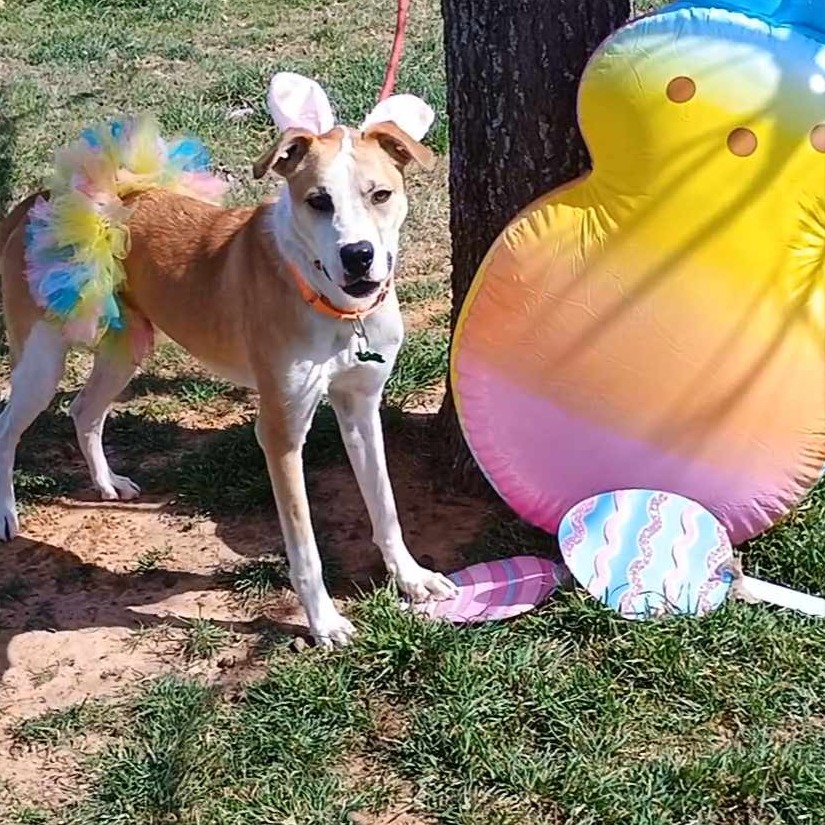Photo of Daisy
