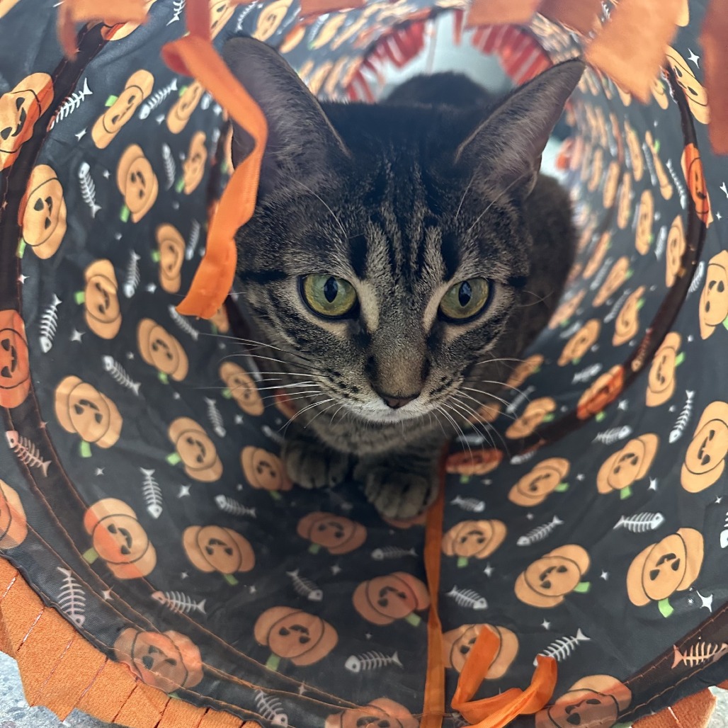Stormy (AKA Eepy), photo 9