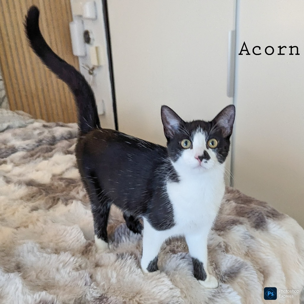 Acorn, photo 2