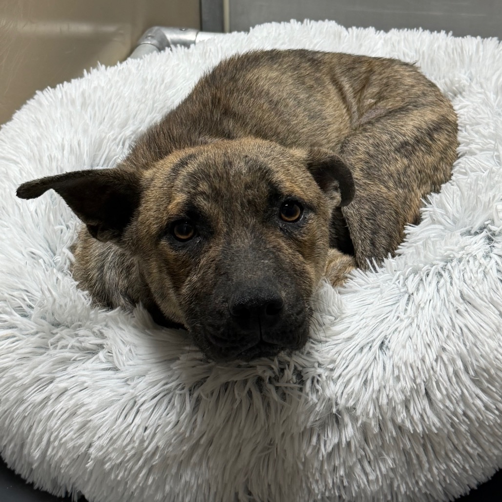 Kennel#8 Bruce's preview photo