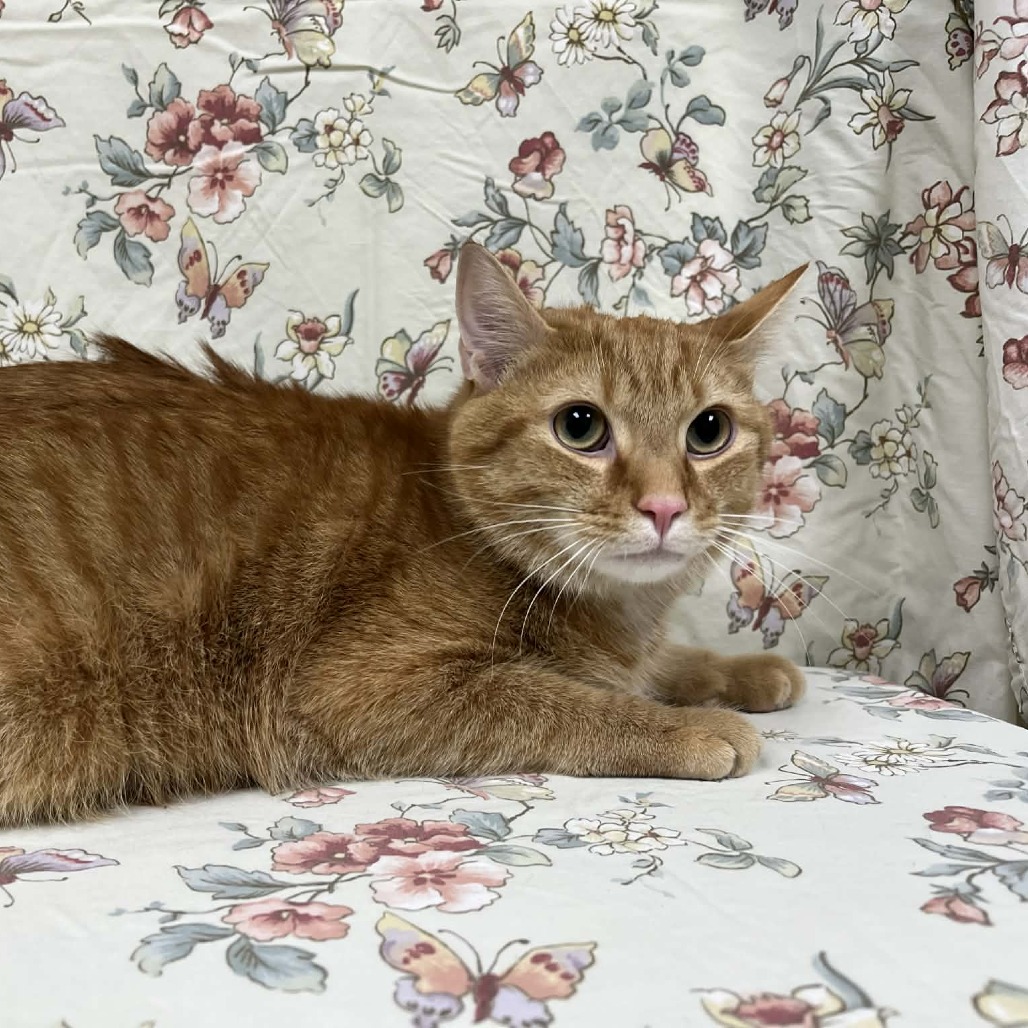 Jaxon — thumbnail 2