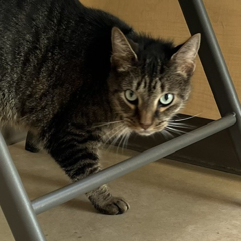 COPPER - Domestic Shorthair available for adoption