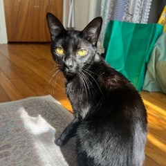 Tulip, photo 3